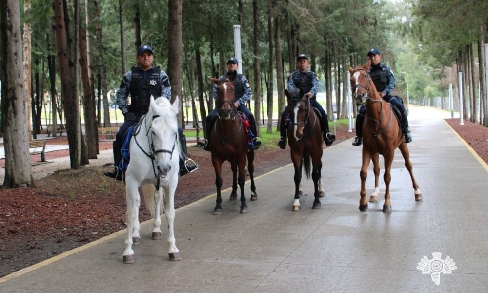 Pasan hasta 2 años para que un caballo pueda participar en labores de patrullaje, antidisturbios y de proximidad social.