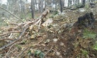 Cae talamontes con cargamento de madera en Ahuazotepec