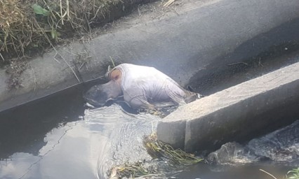 Localizan cadáver flotando en Atlixco