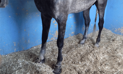 Hombre de la tercera edad, muere por caer de su caballo en Huehuetlán 