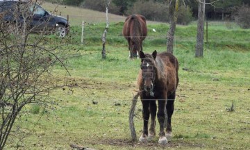 Muere hombre al caer de su caballo en Huehuetlán El Chico