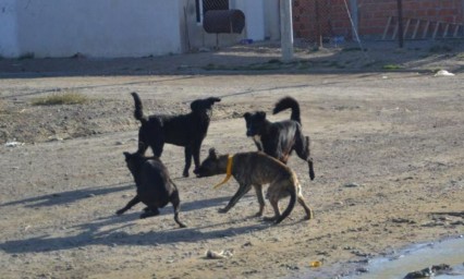 Perros devoran cadáver en San Andrés Cholula