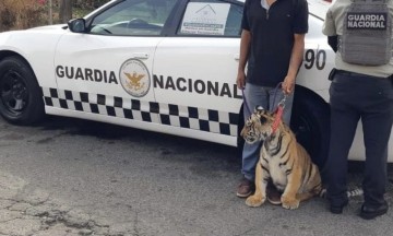 Localizan a tigre de bengala buscado por varios días en Acatzingo 