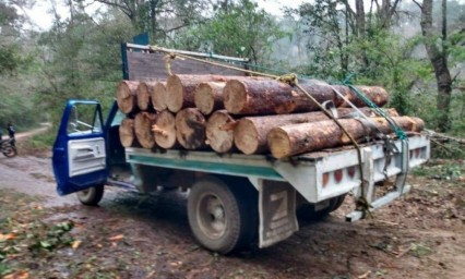 ¡Esoooo! Detienen a talamontes y decomisan madera en Huauchinango