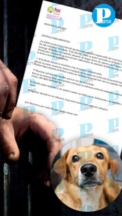 Detienen a “El Cola Mocha” el agresor del perrito “Huesitos”