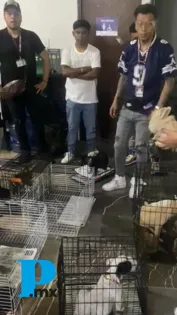 Mediante operativo interinstitucional, SGG decomisa 12 animales en Analco