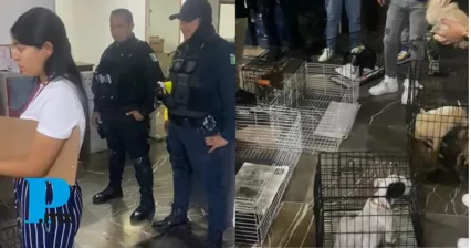 Mediante operativo interinstitucional, SGG decomisa 12 animales en Analco