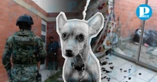 Rescatan a perrito abandonado en Texmelucan tras cateo judicial