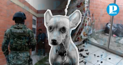 Rescatan a perrito abandonado en Texmelucan tras cateo judicial