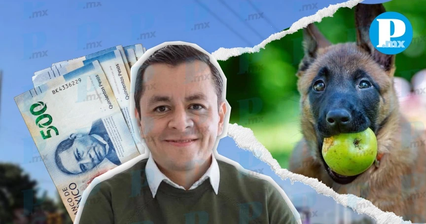 Edil de Texmelucan gasta medio millón al mes en alimentar 8 perros K-9