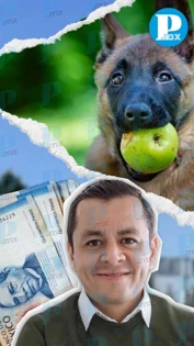 Edil de Texmelucan gasta medio millón al mes en alimentar 8 perros K-9