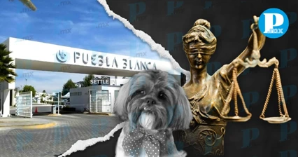 Vecino envenena a perritos en fraccionamiento de Lomas de Angelópolis 