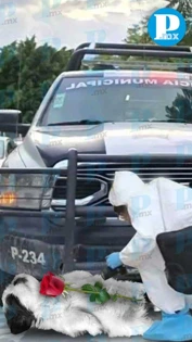 Realiza primer levantamiento forense de un perro atropellado en Tehuacán