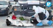 Realiza primer levantamiento forense de un perro atropellado en Tehuacán