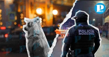Policías de la Secretaría de Seguridad Ciudadana de Puebla le disparan a un perro y amenazan a vecinos