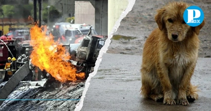 Un ave y un perro fueron rescatados por la SSC