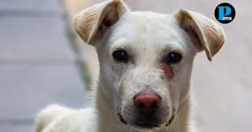 Juez impone medidas cautelares por delitos contra animales en Texmelucan