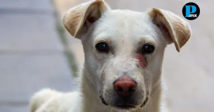 Juez impone medidas cautelares por delitos contra animales en Texmelucan