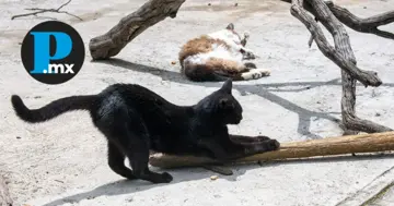 Texmelucan cuenta con un reglamento de protección animal, vigente desde hace varios años