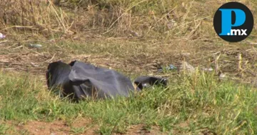 El cuerpo presentaba signos de violencia y tortura, la identidad de la víctima aún es desconocida.
