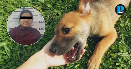 Ordenan prisi&oacute;n preventiva por abandono de una perrita en veterinaria de Puebla