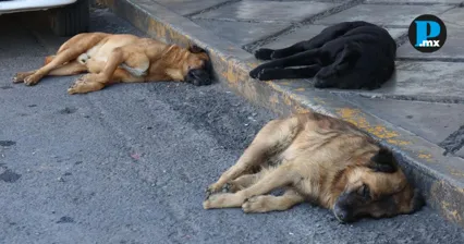 Tragedia animal: Hallan siete perros muertos en Huejotzingo