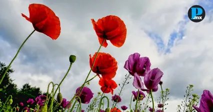  SSP descarta riesgos por amapola tras hallazgo en Zoquitl&aacute;n&nbsp;