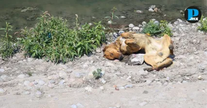 Detienen a responsable del asesinato contra un perro en Santiago Miahuatl&aacute;n