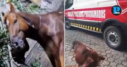 Detienen a conductor tras atropellar a jinete y caballo en Hueytamalco