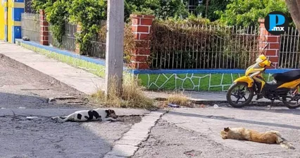 Vecinos de Chietla piden castigo por presunto envenenamiento de perros 