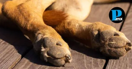 Las autoridades ministeriales y los centros de atenci&oacute;n animal coordinan las necropsias legales para determinar las sustancias utilizadas en las agresiones.