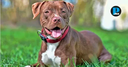 Ri&ntilde;a en Bosques del Pilar termina con cinco lesionados por un pitbull