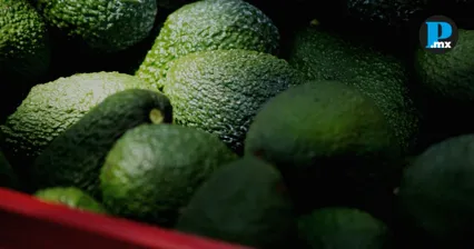 Alerta de seguridad frena exportaciones de aguacate michoacano a Estados Unidos