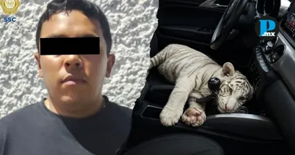 SSC rescat&oacute; una tigresa de bengala blanca de cuatro meses en Iztapalapa; el responsable fue detenido.