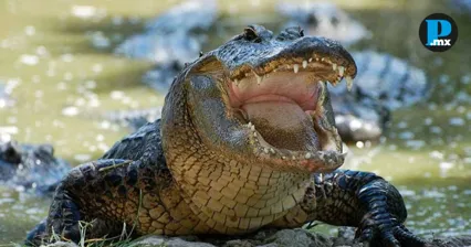 &iquest;Cocodrilo en Valsequillo? Autoridades alertan y restringen actividades