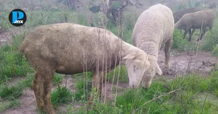 Roban 82 animales a mano armada en Tepeaca y piden ayuda para localizarlos