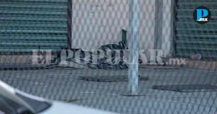 Investigan muerte de hombre en Central de Abasto por posible picadura de alacr&aacute;n