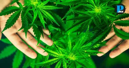 Catean inmueble y hallan 60 plantas similares a marihuana en Puebla capital