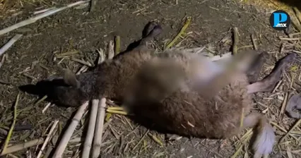 Hallan borregos sin vida en un corral de San Jos&eacute; Miahuatl&aacute;n