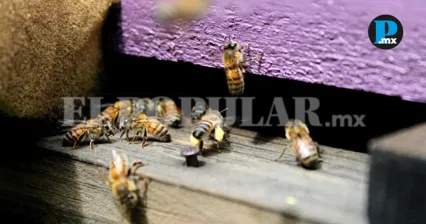 Enjambre de abejas moviliza a cuerpos de emergencia en San Bartolo