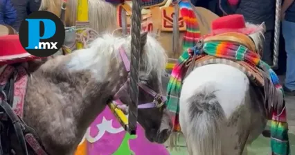 Activistas denuncian que ponis utilizados en la Feria de Tlaxcala son obligados a cargar a adolescentes, pese a la prohibición de sobrepeso establecida por la Ley de Bienestar Animal