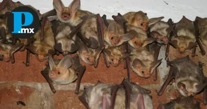 ¡Guardianes de la noche! Familia tlaxcalteca convierte su hogar en refugio para más de 2 mil murciélagos