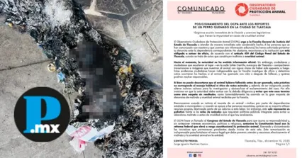 Colectivos animalistas denuncian omisiones en caso de perrito quemado en Tlaxcala
