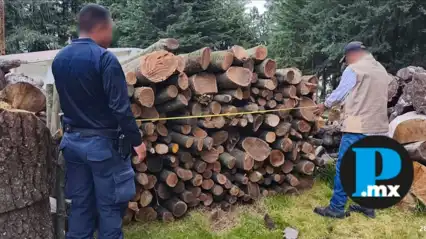 La tala clandestina sigue avanzando en Tlaxcala pese a decomisos oficiales