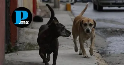 Colectivo animalista se&ntilde;ala omisi&oacute;n del Congreso y municipios en protecci&oacute;n animal