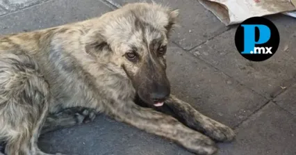 Animalistas exhiben rezagos en la implementaci&oacute;n de la Ley de Bienestar Animal en Tlaxcala