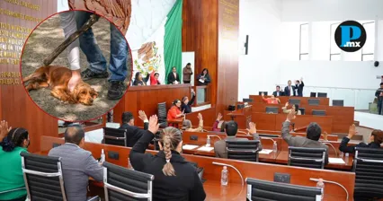 Congreso de Tlaxcala mantiene frenada reforma para reconocer a animales como seres sintientes