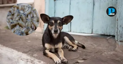 La cercan&iacute;a con estados con casos confirmados coloca a Tlaxcala en riesgo por el gusano barrenador.