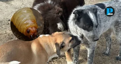 Casos de gusano barrenador en animales de compa&ntilde;&iacute;a han sido detectados en municipios de Tlaxcala, de acuerdo con reportes oficiales.
