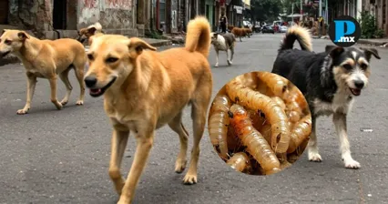 Casos de gusano barrenador en perros han sido reportados en municipios de Tlaxcala.